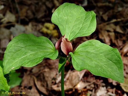 {Trillium recurvatum}